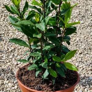Laurel Arbusto Pequeño