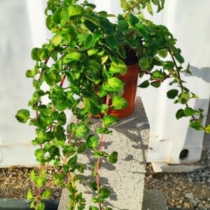 Planta de incienso