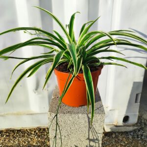 Planta malamadre