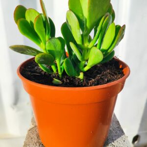 Árbol de jade