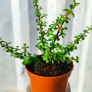 Árbol de la abundancia